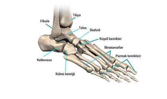 Ayak Tarak Kemiği Ağrısı Belirtileri ve Tedavisi