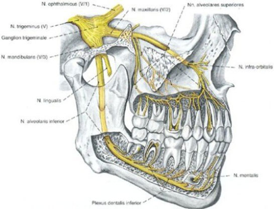 Diş Kökü Ağrısı Belirtileri ve Tedavisi