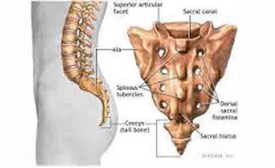 Kuyruk Sokumu Ağrısı Belirtileri ve Tedavisi