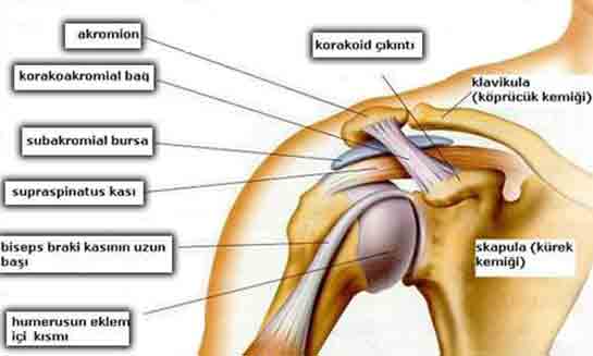 Omuz Eklem Ağrısı Belirtileri ve Tedavisi