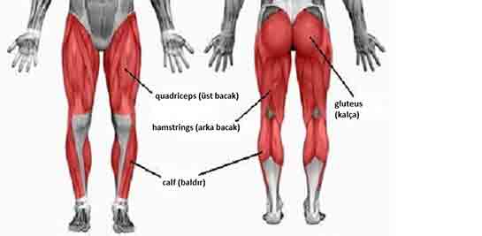 Üst Bacak Ağrısı Belirtileri ve Tedavisi